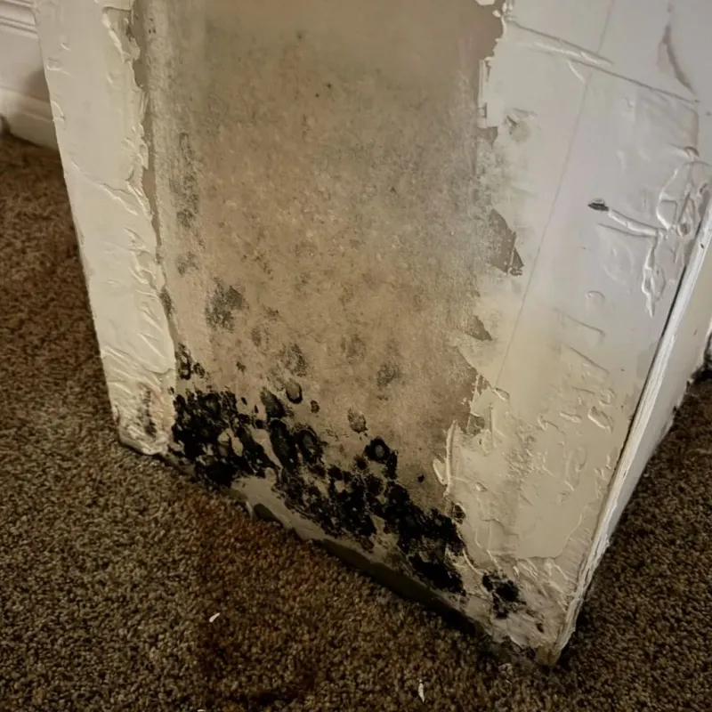 Professional Mold Removal in Posen, IL